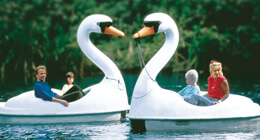 Swan pedalos